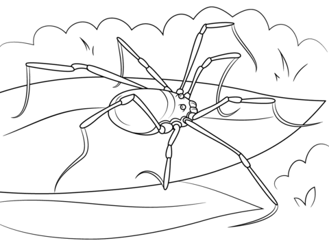 Hadrobunus Grandis Harvestmen Coloring Page